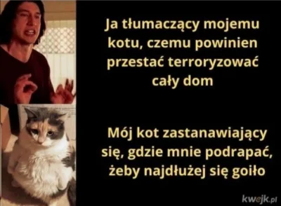SaintWykopek - #koty #heheszki