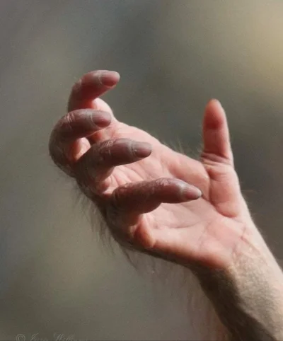 cheeseandonion - >The hand of an Orangutan

#malpy