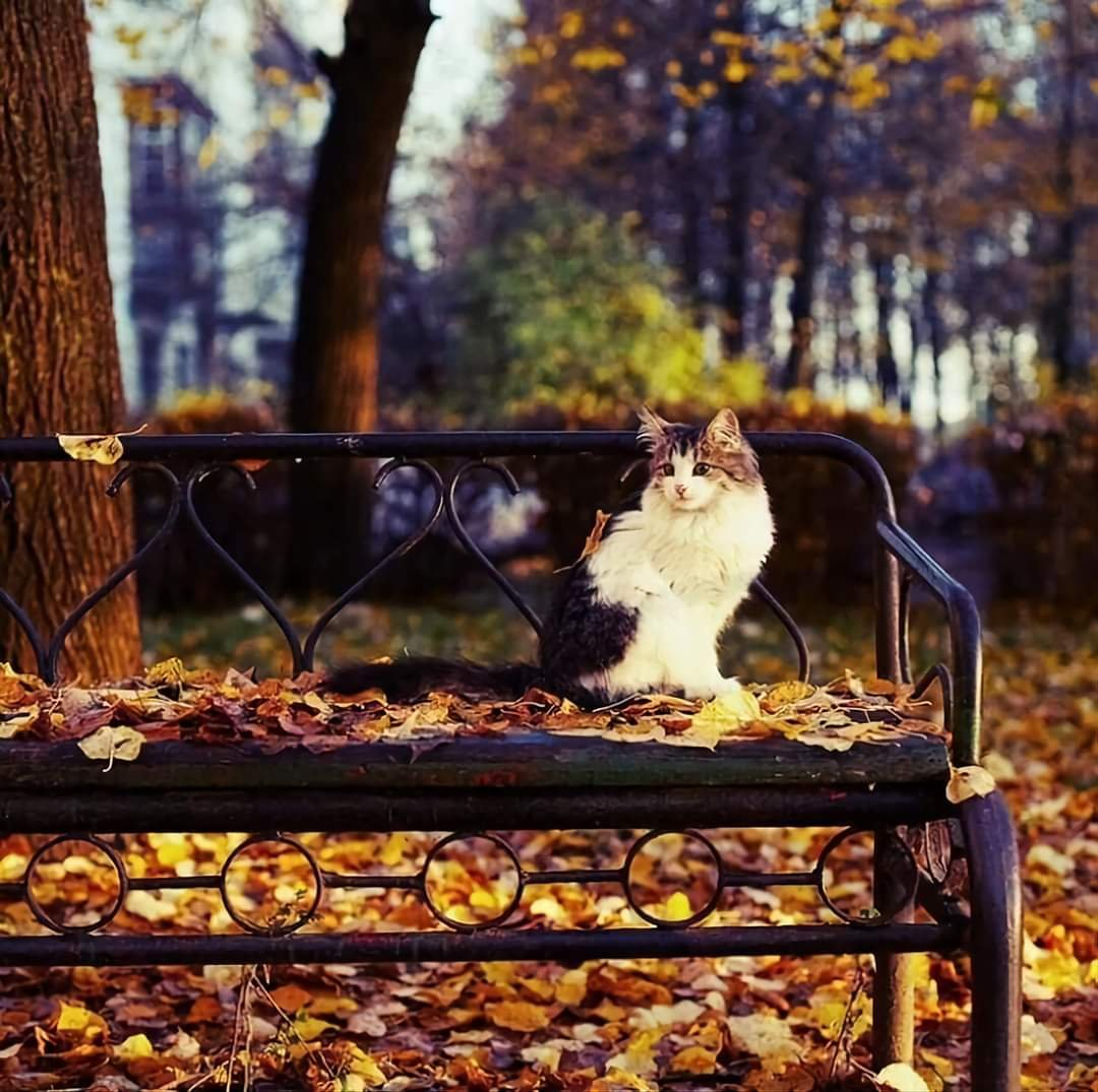 Кот на лавочке осенью