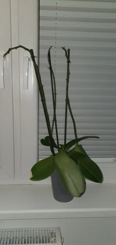 yneb - #storczyk ostatni raz miał kwiaty dwa miesiące temu około od tego czasu został...