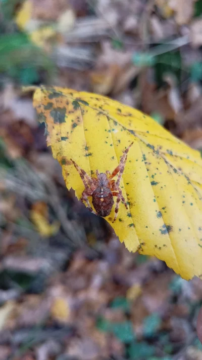 malypajak - #pajaki #owady #robaki #smiesznypiesek 
Z dzisiejszego spaceru po lesie