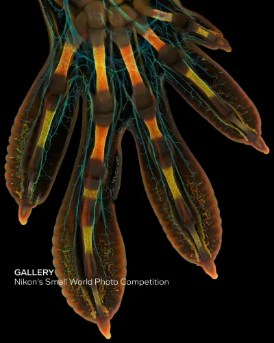 ziuaxa - Zwycięzca konkursu:
 fluorescencyjny obraz przedniej łapy zarodka gekona olb...