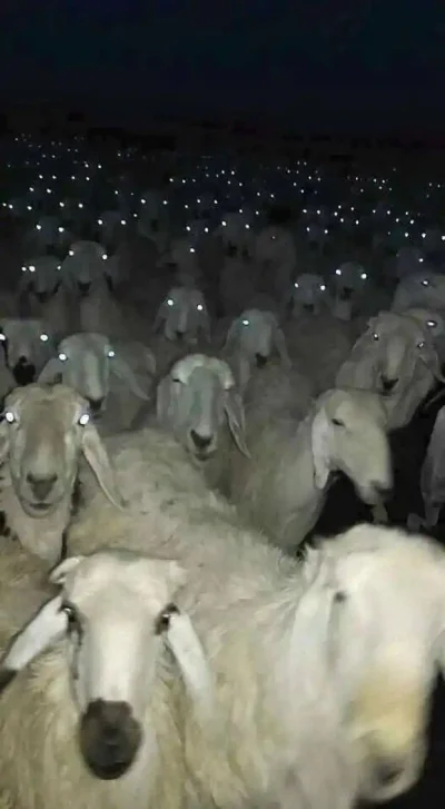 nicalibres - policz owieczki