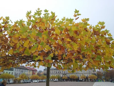 Poludnik20 - #tomaszowmazowiecki #łódzkie Dzisiaj pochmurnie, ale te drzewa robią bar...