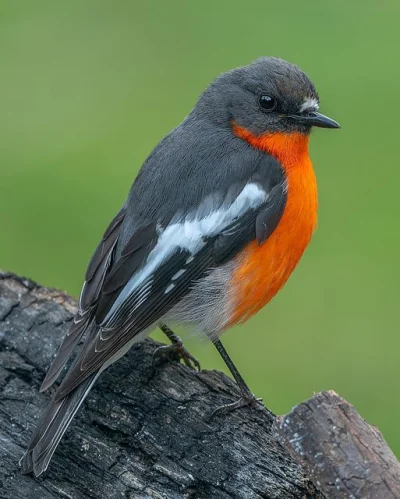 Lifelike - Skalinek czerwonogardły (Petroica phoenicea) [samiec]
Autor
#photoexplor...