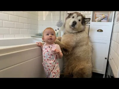 starnak - Giant Sulking Dog Hates Bath Time Throws Tantrum And Does Everything To Avo...