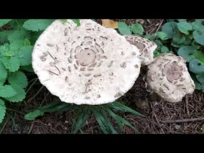 D.....t - @Opornik: Jest jeszcze inna apka Mushroom Identificator, ale też nie ma w b...
