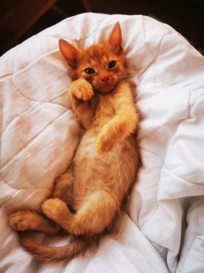 TakaTamZolza - #koty #kot #pokazkota #domtymczasowy
Imbirek zwany Antenką . 0,5 kg sz...
