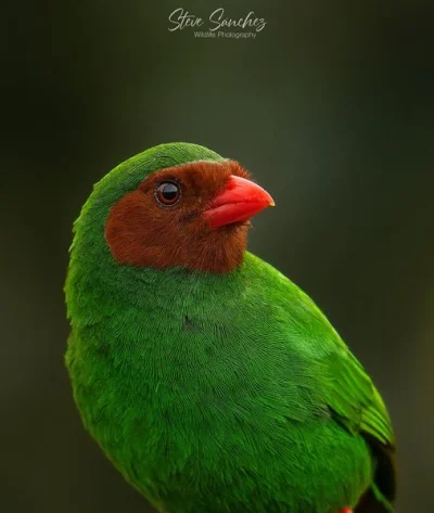 Lifelike - Andotanager zielony (Chlorornis riefferii)
Autor
#photoexplorer #fotogra...