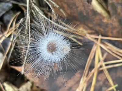 cuda_maker - Szpileczka czerniejąca (spinellus fusiger) Hej! Będę wrzucał pod tagiem ...