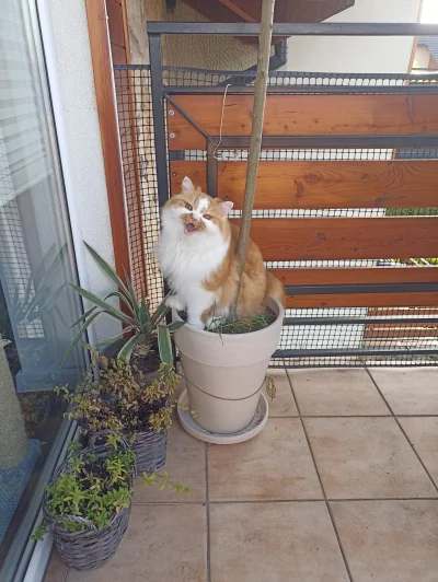 lubiacy_beton - Taki zwierz mi na balkonie siedzi. OSTROŻNIE! #koty