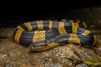 GraveDigger - Niemrawiec pospolity (Bungarus fasciatus).
Jadowity wąż z rodziny zdra...