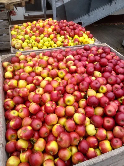 walerr - Som świeże #jablka będzie świeży #cydr. #domowealkohole zawsze najlepsze bez...