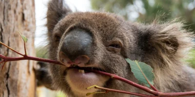 Jovano - Z nosa bardziej miś koala. ( ͡~ ͜ʖ ͡°)