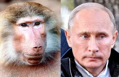 1.....2 - Podobno teraz golą małpy na łyso i robią z nich kolejne klony fiutina.