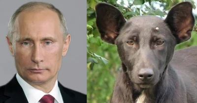 Tupac_Shakur - Nawet zwierzęta przebierają za Putina