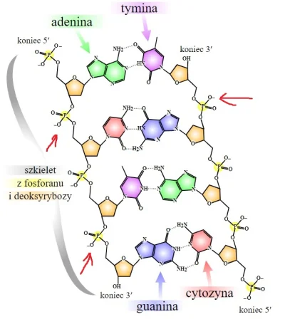 NacjoFarmer - #chemia #biologia #biochemia #genetyka #studia 

Chemiczne Mirki, mam...