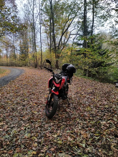 bukem - W week zrobiłem skromne 160km po Dolinie Dolnej Wisły. Jesień to chyba najlep...