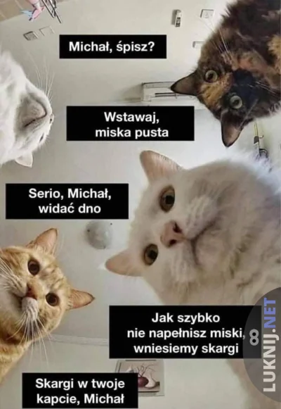 luxkms78 - #koty #katzen #cats #miskapusta #pustamiska