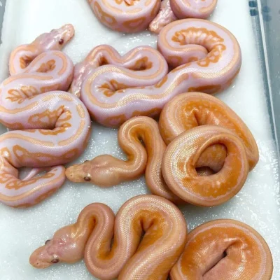 cheeseandonion - >glazed donuts

#jedzenie ;p