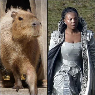 kasza332 - @Pan_dziwny: czarodziejska kapibara też do #!$%@?