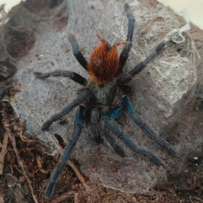 Dredzu - Samiczka Chromatopelma cyaneopubescens, pająk który w każdym swoim stadium w...