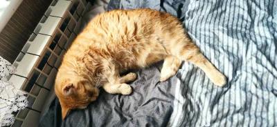 WideOpenShut - Nie ma czasu na pytania! Wskakuj do śpiulkotoku!!!
ʕ•ᴥ•ʔ
#kot #koty #k...