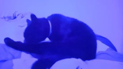 Konrad2114 - Kot się myję w niebieskim światle