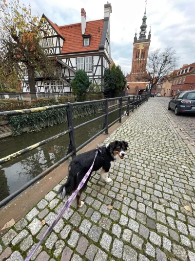 Rabusek - Piesek w wielkim świecie ( ͡° ͜ʖ ͡°) 

Akurat wyszła nam wizyta u lekarza t...