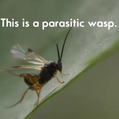 cheeseandonion - >This is the parasitic wasp Cotesia glomerata. It turns it's prey in...