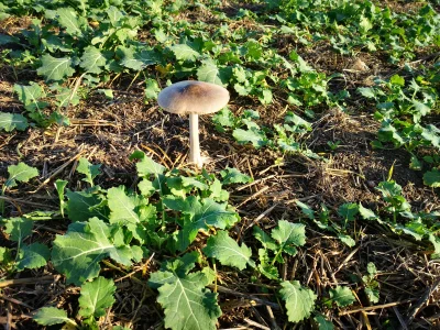 volodia - Takiego grzyba w środku pola znalazłem. Co to może być?
#grzyby
