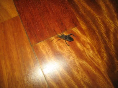 WstretnyOwsik - #pytanie
#owady 

Co to za owad? Ostatnio mam tego pełno w domu. S...