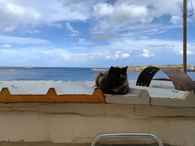 Sylar69 - #maltanskiekitku z widokiem na morze i fort ( ͡º ͜ʖ͡º)
#koty #kitku