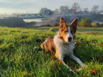 kuliszek - Półroczny Naxos
#psy 
#bordercollie 
#pokazpsa