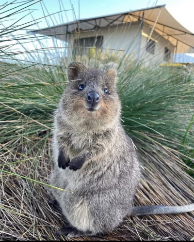 hcbadixhc - W buszu. 
#quokka #quokkanadzis #zwierzaczki