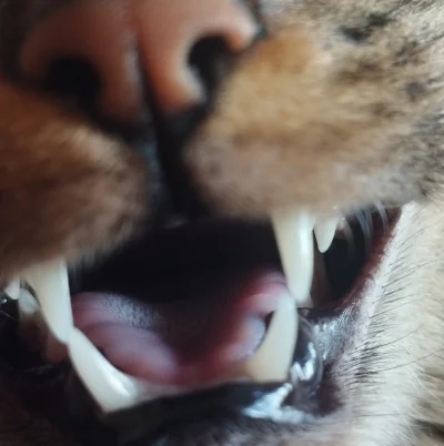 Sandrinia - Piękne ząbki. Dbajcie o zęby swoje i swoich kitków
#koty #pokazkota