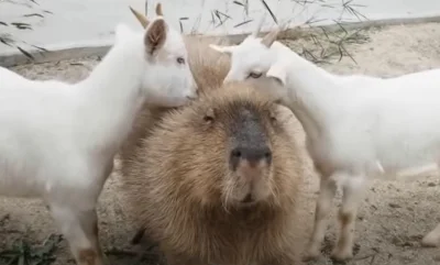 Arstotzkaball - #kapibara #zwierzaczki #zwierzeta 
#kozy #kapibarysazajebiste #smies...