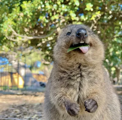 hcbadixhc - No hej, radosny.
#quokka #quokkanadzis #zwierzaczki