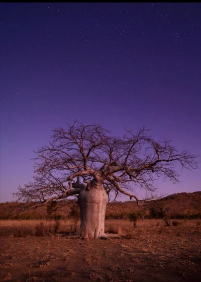 Loskamilos1 - #baobaby #nocneniebonadaustralia