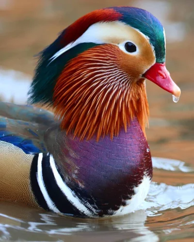 wfyokyga - Ale kolorowy, ładny ptak.