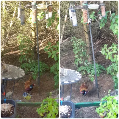 elsaha - Dzikie #ptaki doslownie przed naszym domem. Przylatuja do nas cztery rodzaje...