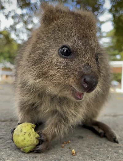 hcbadixhc - #quokka na dziś.
#quokkanadzis #zwierzaczki