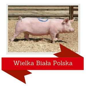 makrelgieldowy - @BedKriczer: @KORraN: 

Wielka Polska Schabowa