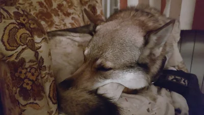 pranko_csv - Pranko przeklęty w kulkę zaklęty.
#prankothewolfdog
