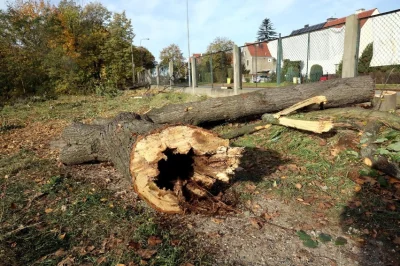 Stabilizator - O bosze wycinajom stare spruchniałe drzewka zielone a w ich miejsce dw...