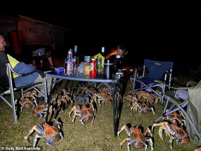 cheeseandonion - !Christmas Island, Western Australia's the Robber Crabs gather aroun...