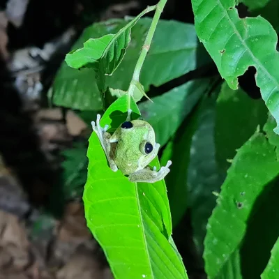 ramirezvaca - Żabka z kolumbijskiej Amazonii. 

#kolumbia #zwierzaczki #podroze