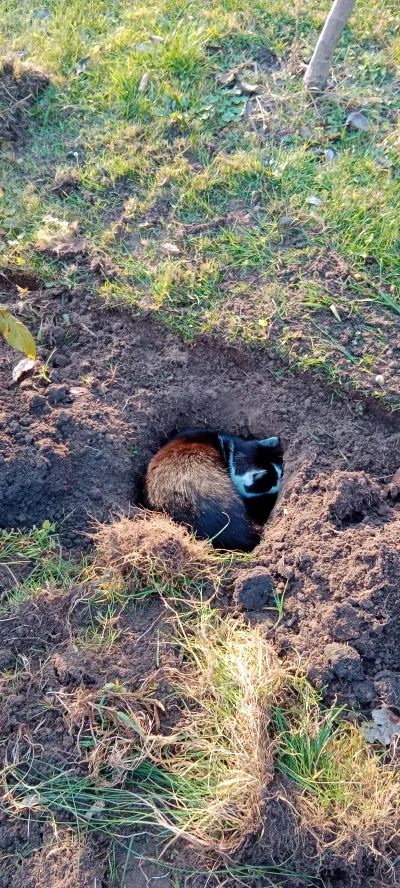 poleglem - #ogrodnictwo 
Myślicie, że się przyjmie? Kiedy w ogóle jest sezon na sadze...