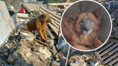 JPRW - Nie żyje pies Krym. Jego zdjecie siedzącego na ruinach domu w Dnieprze zniszcz...