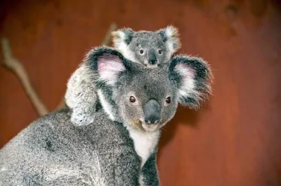 O.....0 - #koala #zwierzaczki